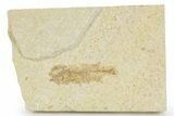 Juvenile Phareodus Fish Fossil - Scarce Species #379344-1